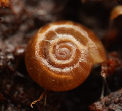 Gadoropa