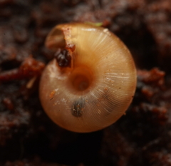 Gadoropa