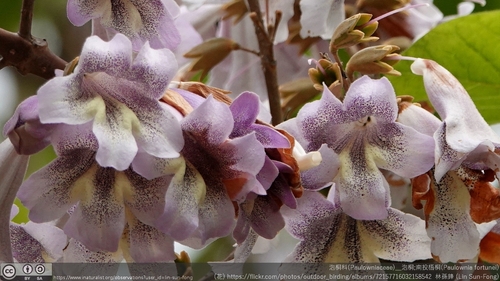 Dragon tree (Paulownia fortunei)