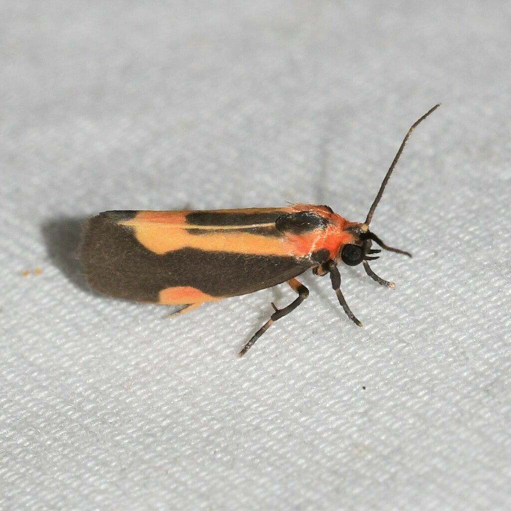 Packard's Lichen Moth