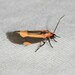 Packard's Lichen Moth - Photo (c) Royal Tyler, some rights reserved (CC BY-NC-SA), uploaded by Royal Tyler