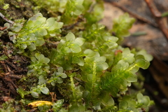 Acrophyllum