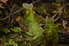 Acrophyllum