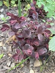 Loropetalum