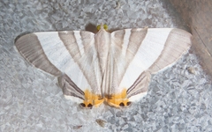 Opisthoxia miletia