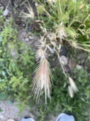 Poaceae