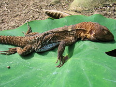 Morunasaurus annularis