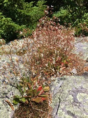 Micranthes petiolaris