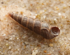 Zeacumantus plumbeus