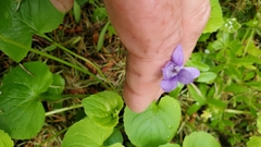 Viola howellii