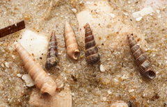 Zeacumantus plumbeus