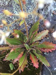 Micranthes petiolaris