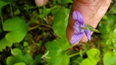 Viola howellii