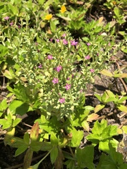 Centaurium japonicum