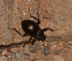 Meracantha contracta