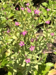 Centaurium japonicum