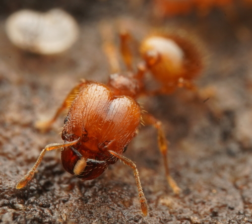 Pheidole liteaePheidole liteae