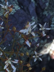 Micranthes petiolaris