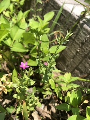 Centaurium japonicum