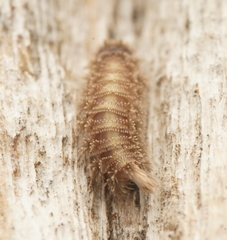 Propolyxenus australis