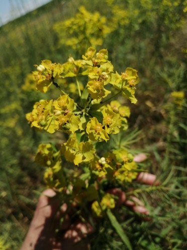 Euphorbia uralensis