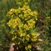 Russian Leafy Spurge - Photo (c) Michael Kozlov, some rights reserved (CC BY), uploaded by Michael Kozlov