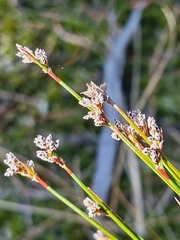 Schoenus ericetorum