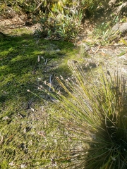 Schoenus ericetorum