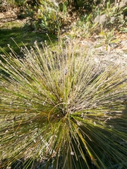 Schoenus ericetorum