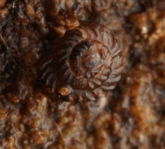 Paralaoma mucoides