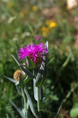 Centaurea uniflora