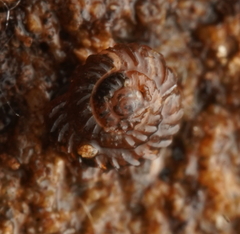 Paralaoma mucoides