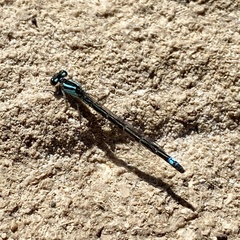 Enallagma geminatum