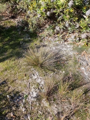 Schoenus ericetorum
