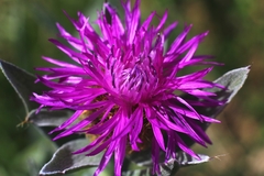 Centaurea uniflora