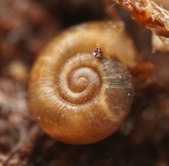 Gadoropa