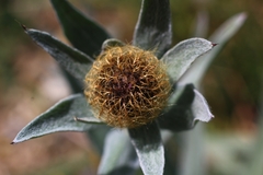 Centaurea uniflora