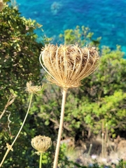 Silphiodaucus hispidus