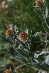 Centaurea uniflora