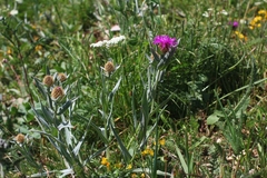 Centaurea uniflora