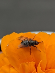 Diptera