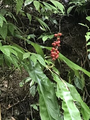 Alpinia shimadae