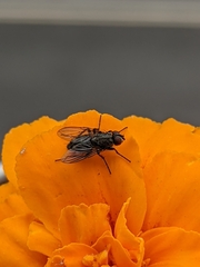 Diptera