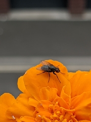 Diptera