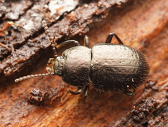 Adelium abbreviatum