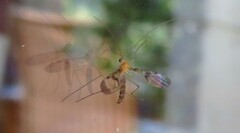 Macrocera phalerata