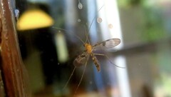 Macrocera phalerata