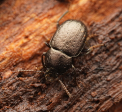 Adelium abbreviatum
