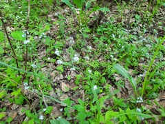Myosotis krylovii