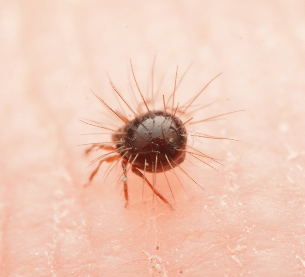 Oripodoidea